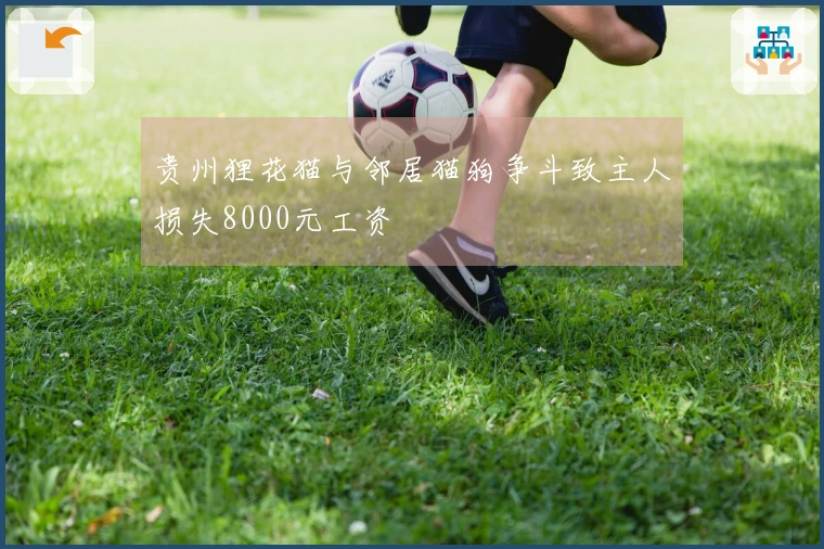 贵州狸花猫与邻居猫狗争斗致主人损失8000元工资